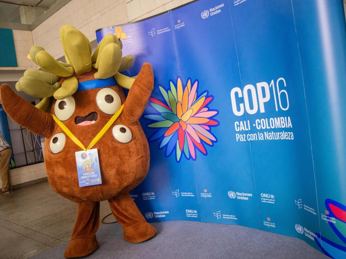 COP16, jueves 24 de octubre. Horarios, eventos y dónde ver en vivo