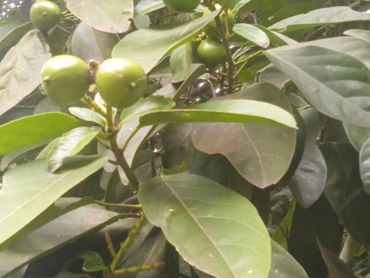 El Cacay: un tesoro natural y aliado indiscutible para la conservación de la biodiversidad