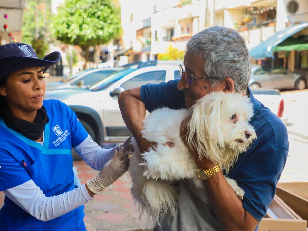 Medellín: vacunas gratuitas para perros y gatos