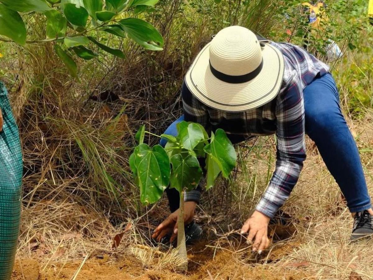 Fundación busca reforestar el Cañón del Chicamocha 