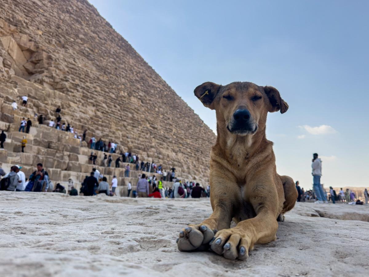 Perros callejeros sensación en pirámides de Egipto