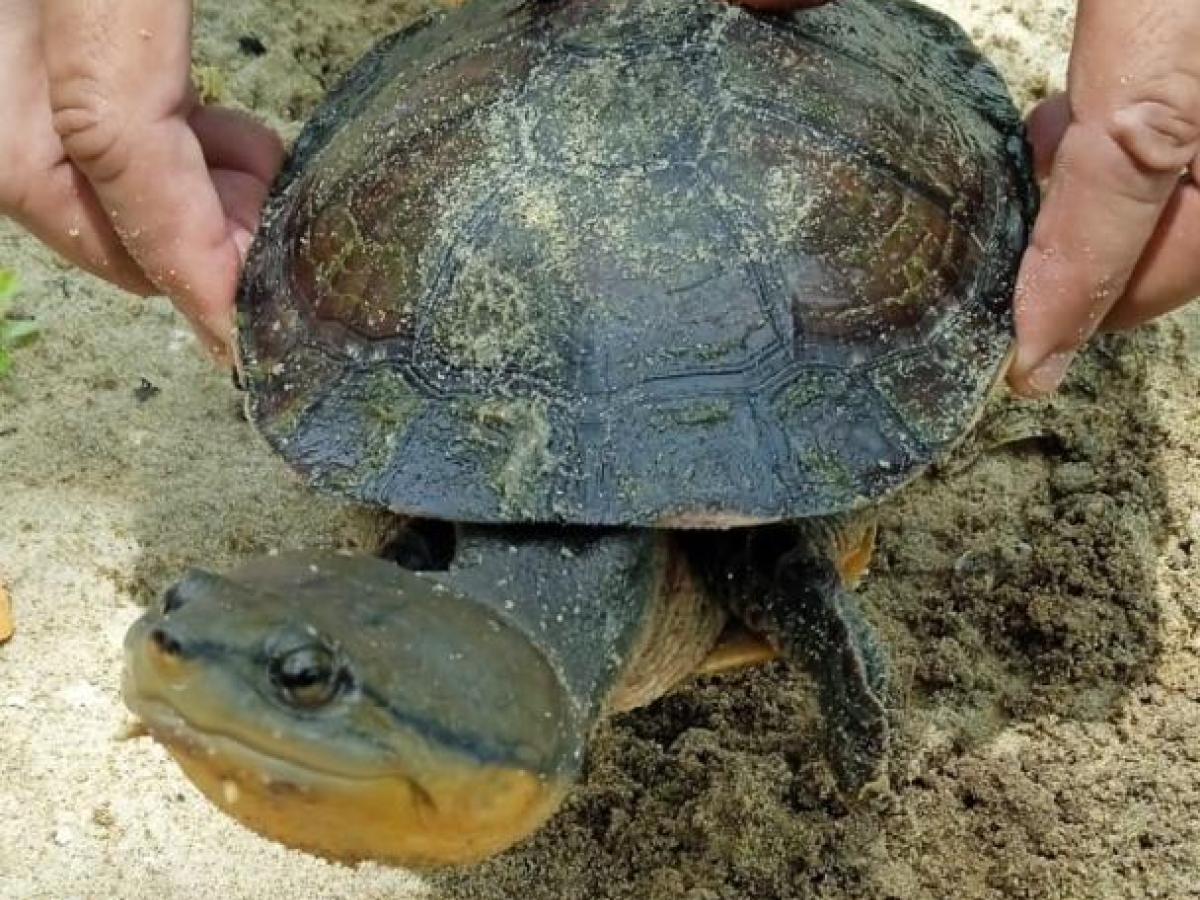 santuario para la tortuga palmera