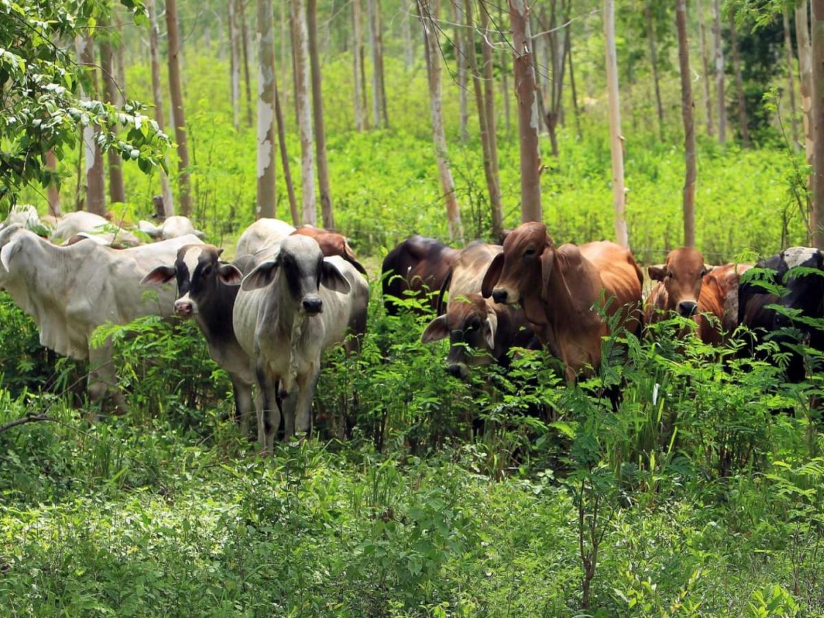 Ganadería sostenible: eficiencia y economía en el Cesar