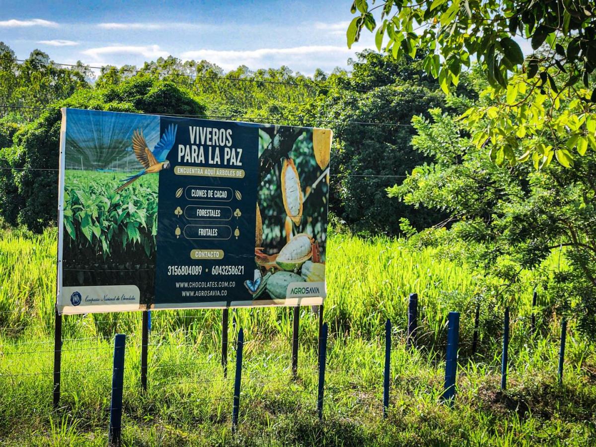 “Viveros para la Paz”, la iniciativa en Codazzi que reemplaza cultivos ilícitos con cacao