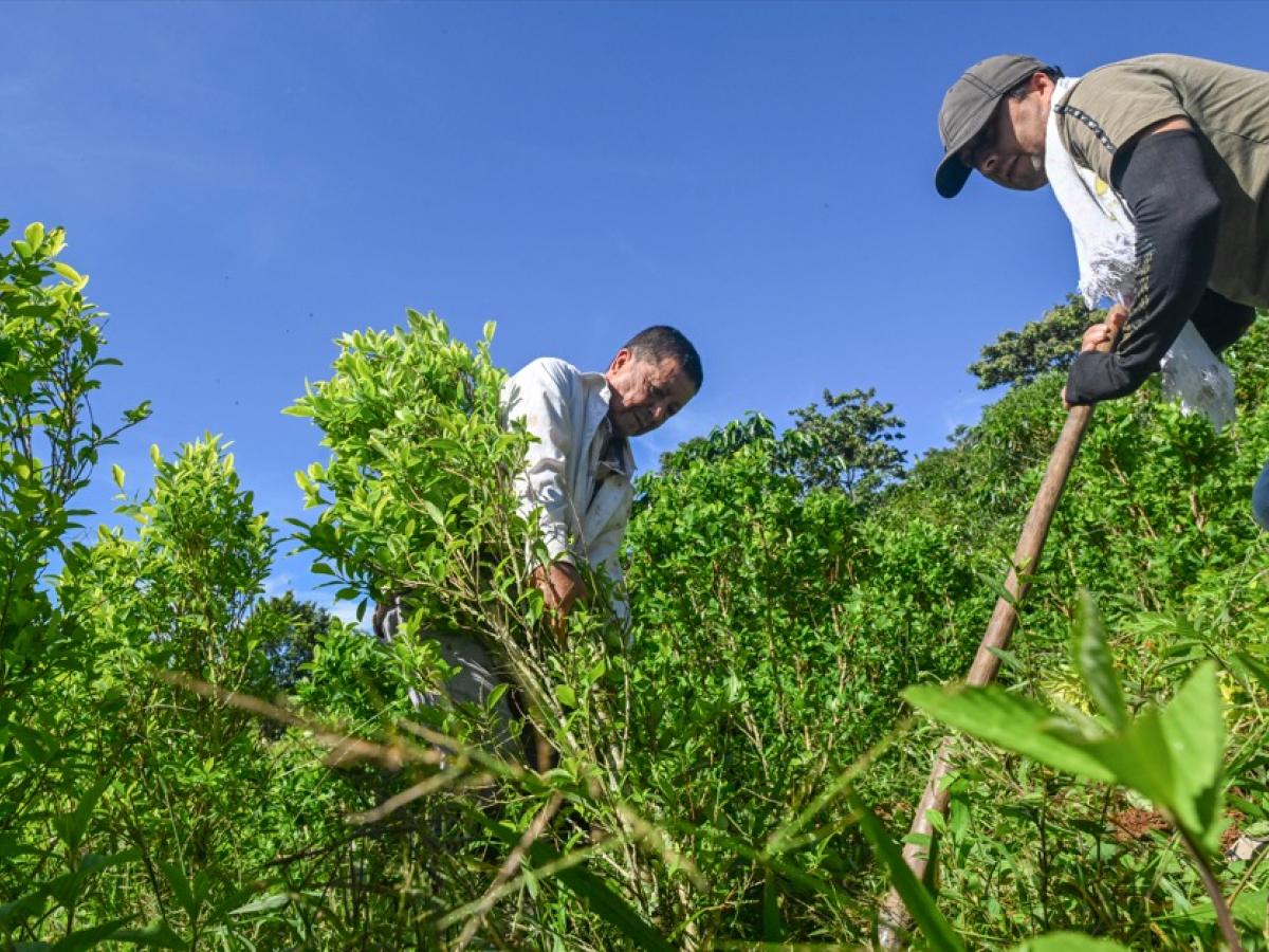 Política Nacional Drogas en Colombia avanza, a pesar de descertificación