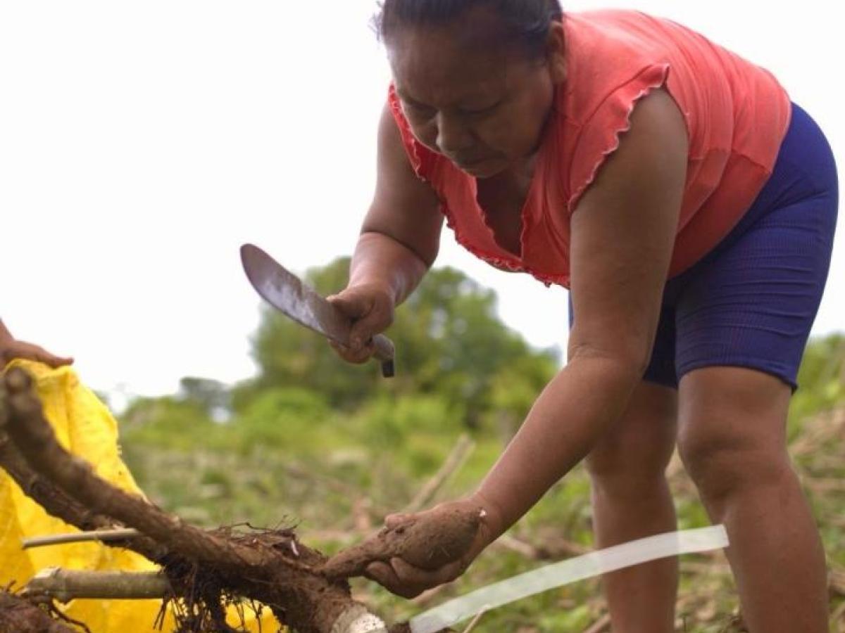 Vichada: 29 mujeres indígenas le apuestan al al fortalecimiento agroalimentario