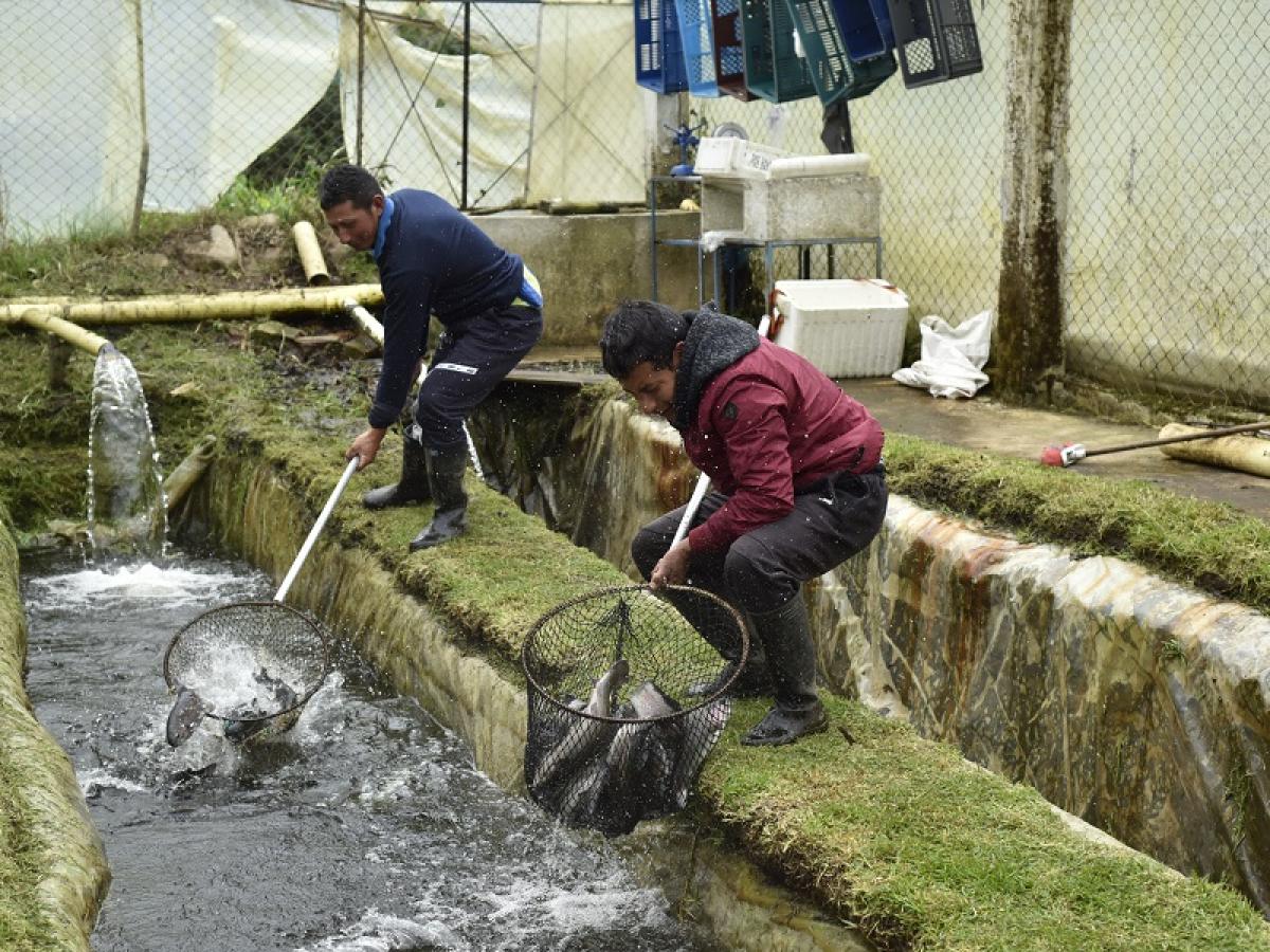  Producción de trucha en Pasto 