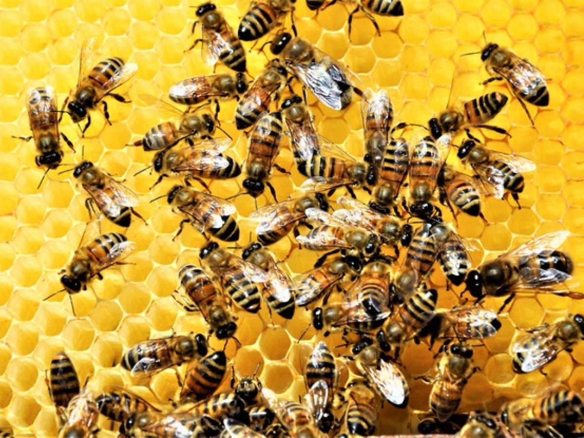 Una nueva mortandad de abejas preocupa al Quindío