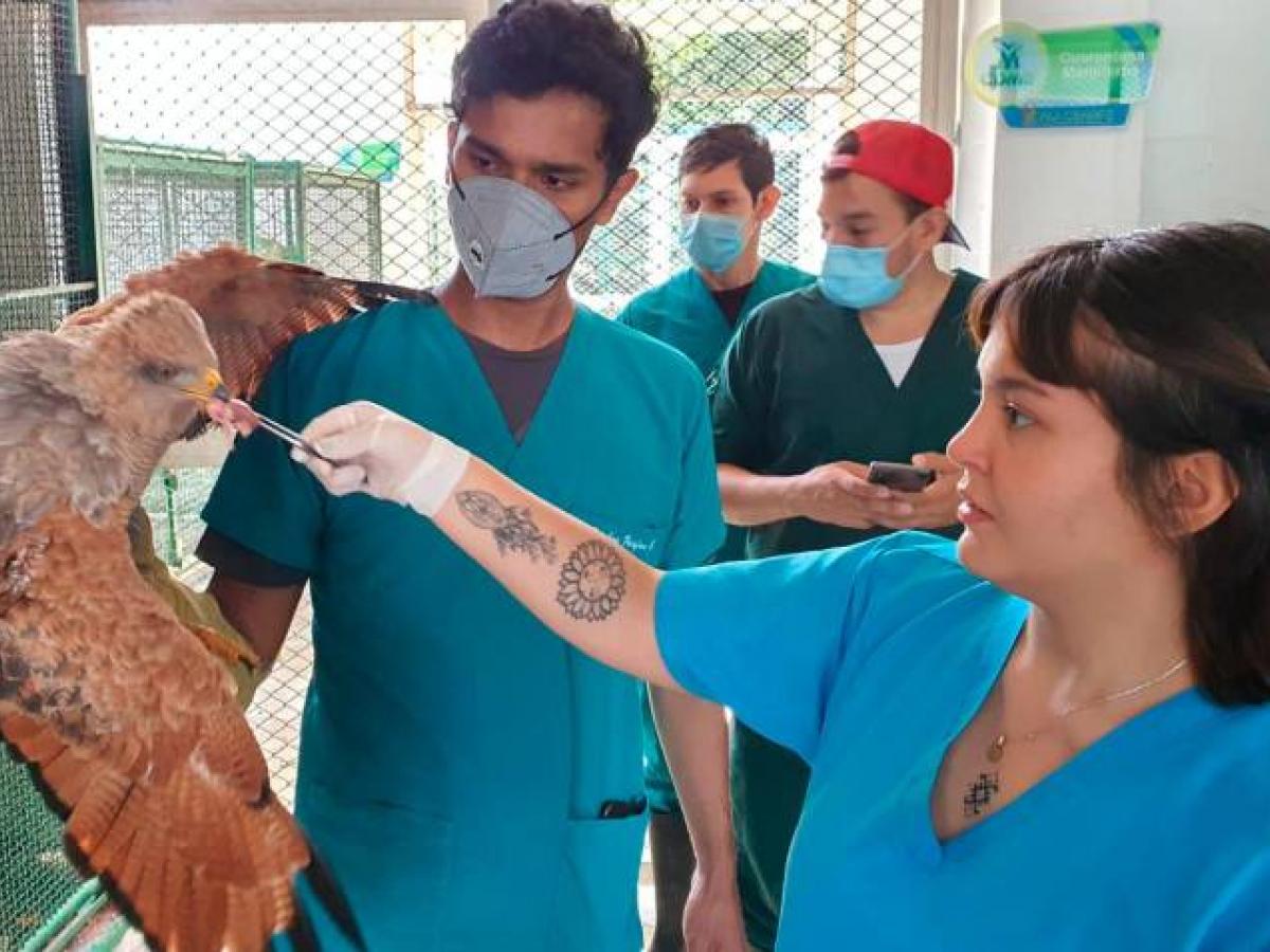 Bucaramanga tiene su propio 'centro de estética' para animales silvestres atacados