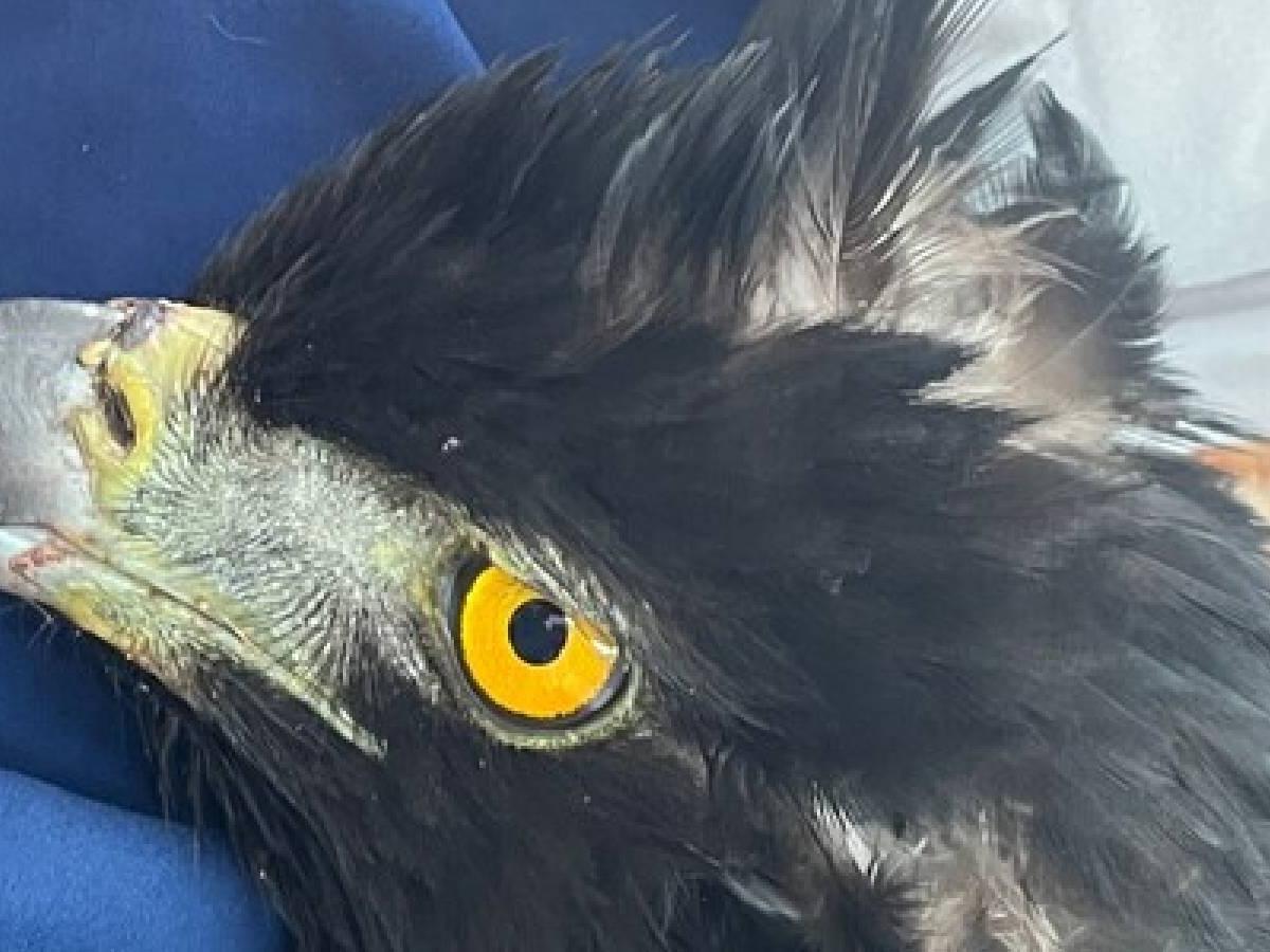 Rescatan un águila real de montaña en Huila