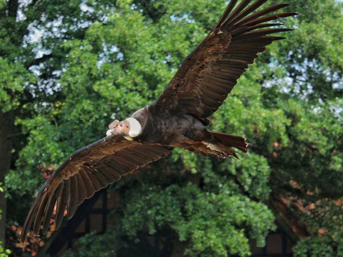 DÃa Internacional del Cóndor Andino, en peligro de extinción