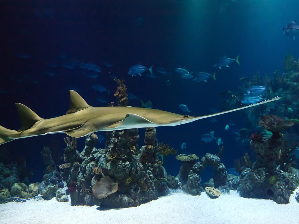 Qué países firman en Costa Rica "declaración de paz al océano" | ONU