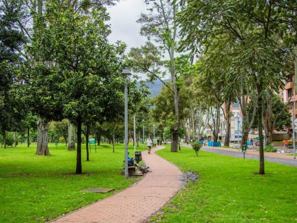 Medioambiente: aplicación móvil permite conocer, cuidar y proteger los árboles de Bogotá