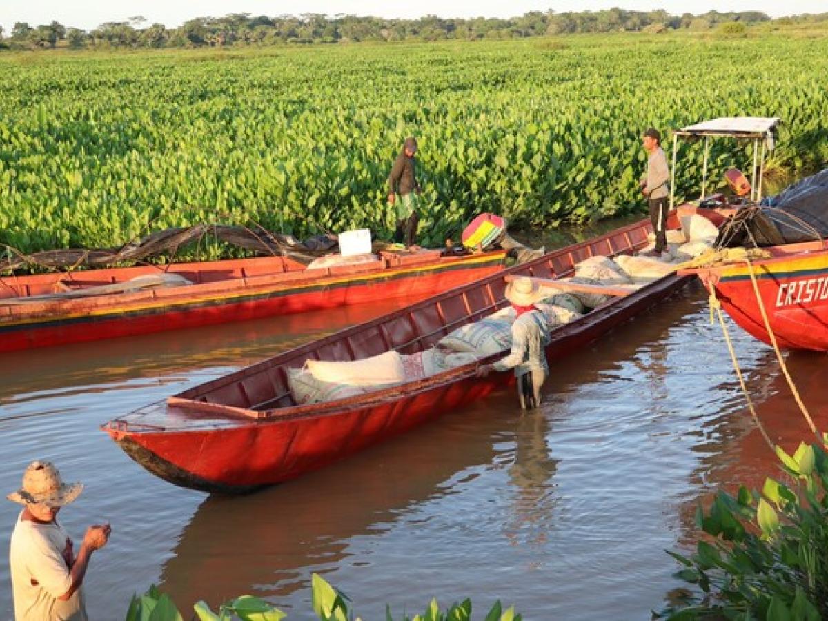 Campesinos de San Marcos cosechan 320 toneladas de arroz en tierras entregadas por la SAE