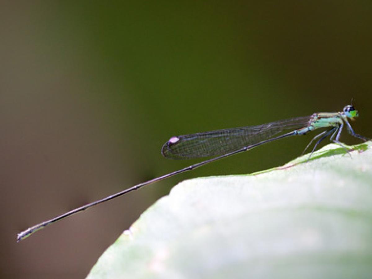 Nikoulabasis roseosticta, nueva libélula descubierta en Fiyi