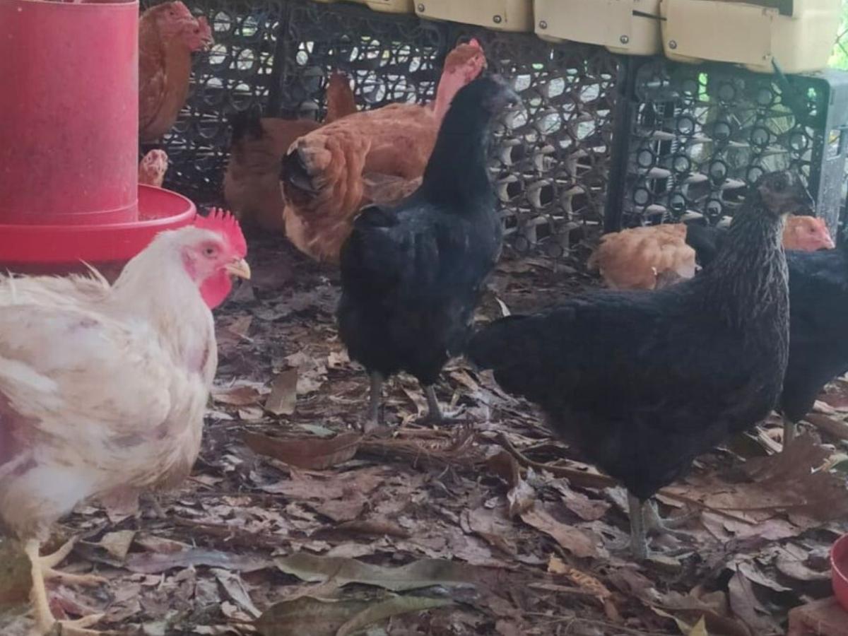 Avicultura, alternativa nutricional y económica para familias indígenas y afrodescendientes  