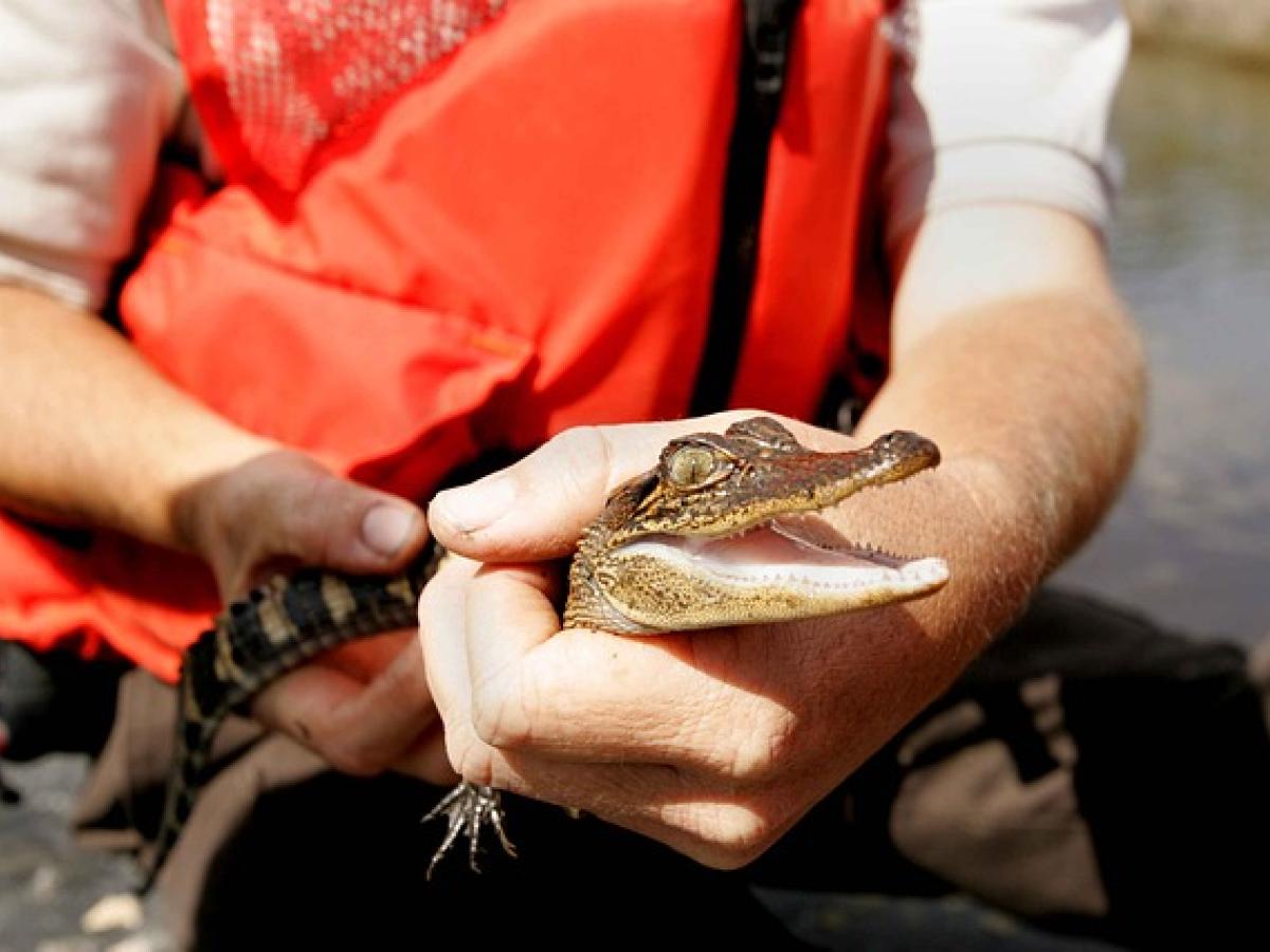 Operativo contra tráfico de especies en Magdalena: recuperación de 234 babillas