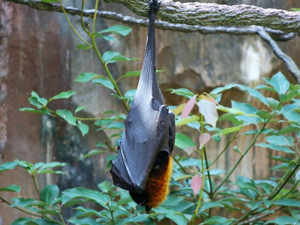 Historia de una jubilada polaca y su relación atípica con los murciélagos 