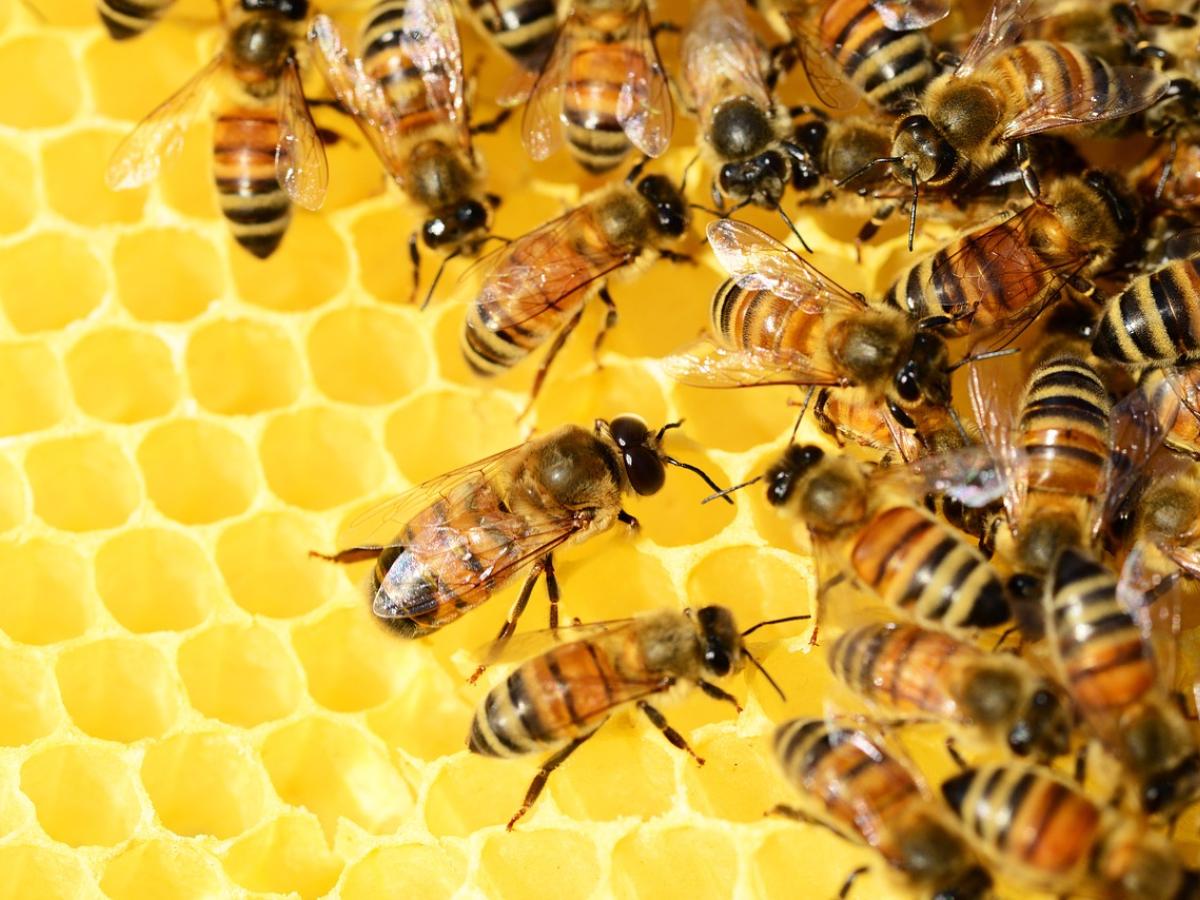 Día Mundial de las Abejas: por qué se celebra, importancia y beneficios