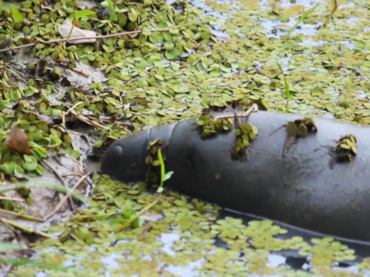 Manatí en Colombia: una especie en vía de extinción 