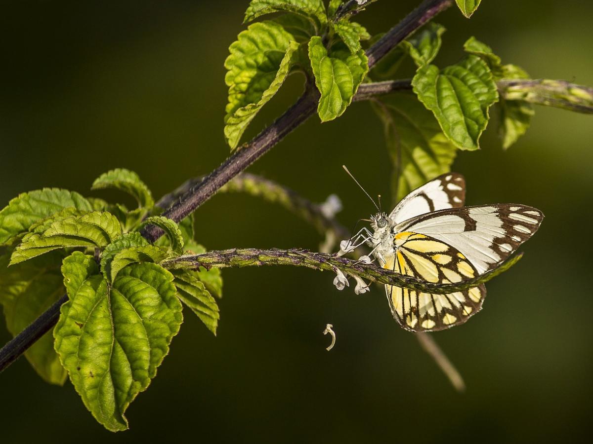Las mariposas pueden polinizar las flores gracias a la electricidad