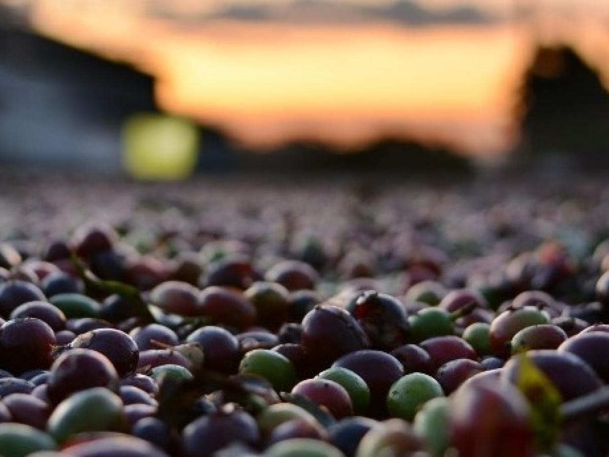 Expoorinoquía Café 2023: La gran fiesta del café en la Orinoquía