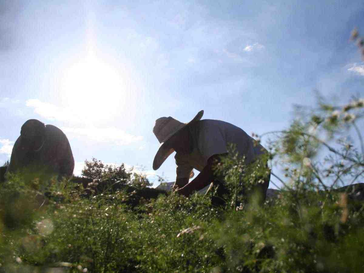 Demanda judicial para restitución de tierras en Sucre