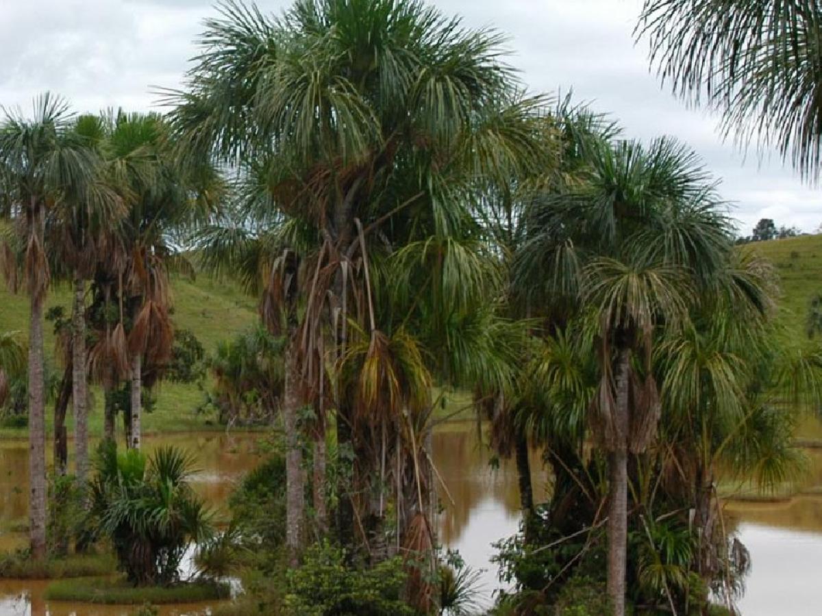 Amazonía: defensa de los páramos y cananguchales