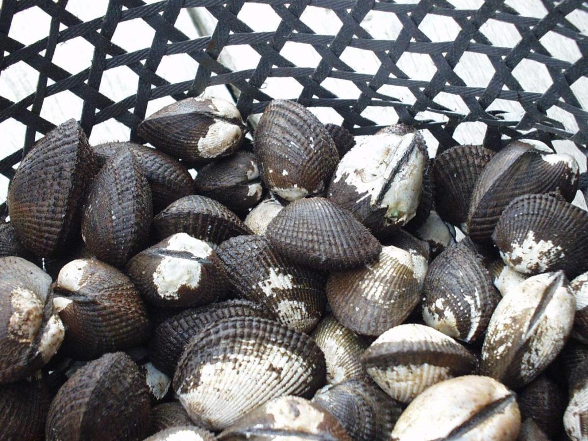 Piangua: qué es, para qué sirve, dónde se encuentra y vitaminas