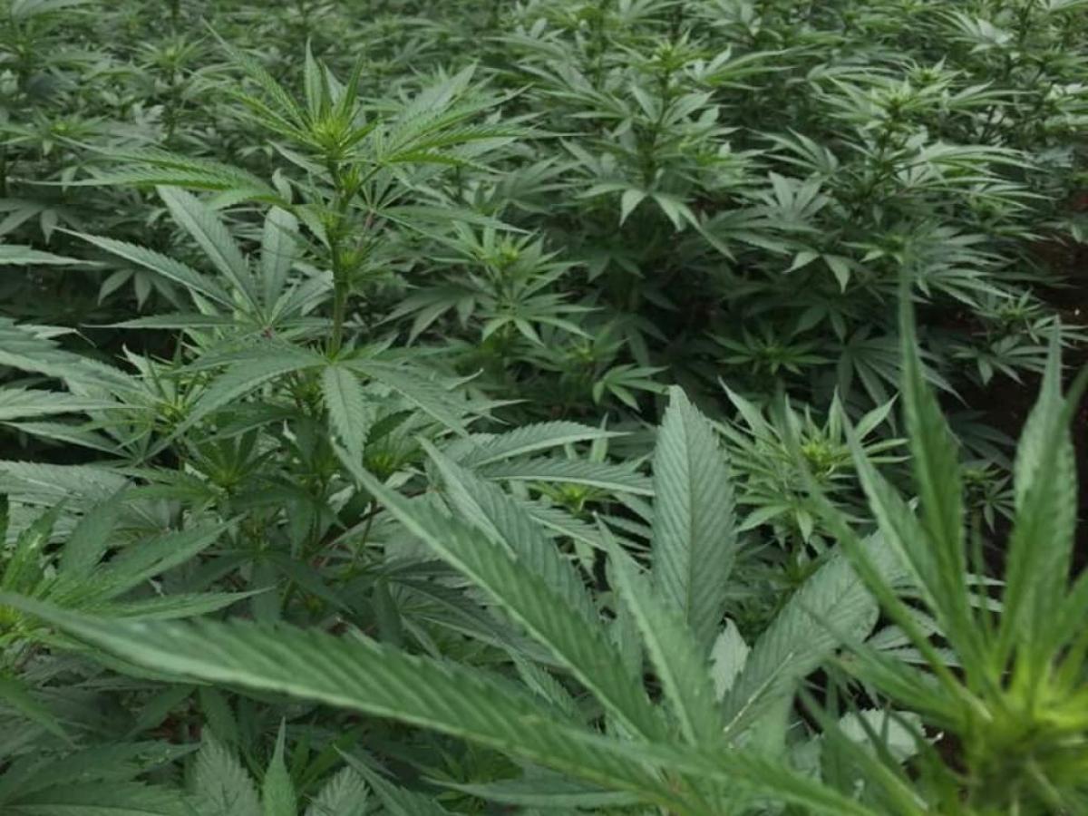 Proyecto de ley de cannabis para uso adulto es radicado de nuevo en el Congreso