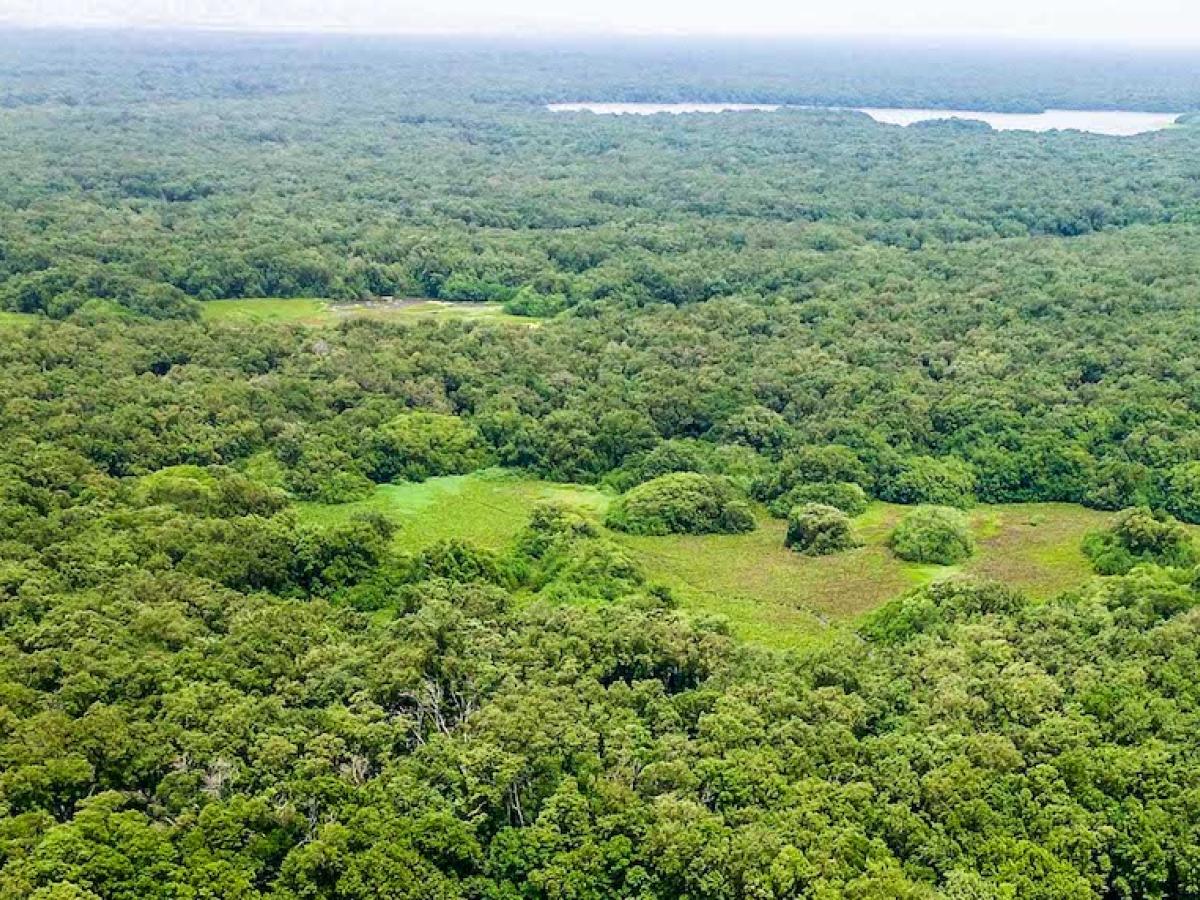 Minambiente triplicará incentivos económicos para comunidades que protejan la selva