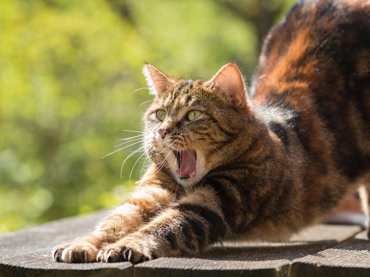 Nueva especie de felino en Colombia 2023: El Gato de Nariño 