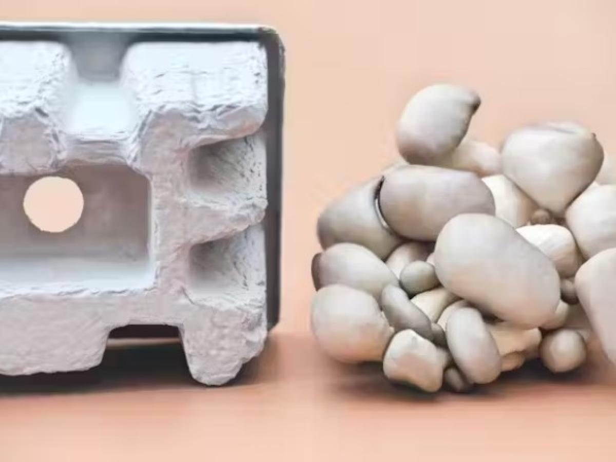 Hongos, una alternativa al plástico para fabricar envases biodegradables