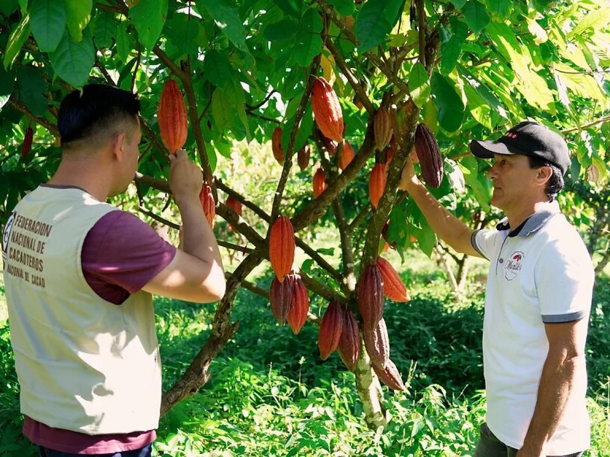 Cacaocultures en Guamal, Meta.