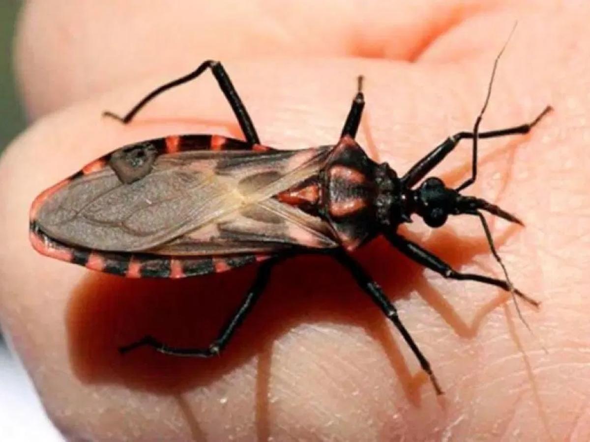 Chagas Agudo: qué es, síntomas y recomendaciones | Enfermedad endémica 