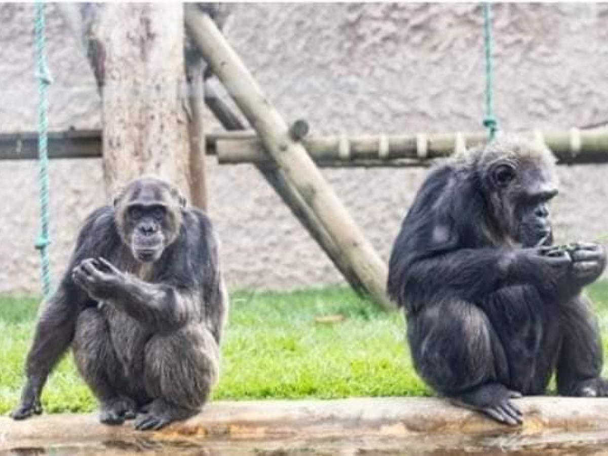  ¿Qué pasó con los Chimpancés que escaparon del Bioparque Ukumarí de Pereira?