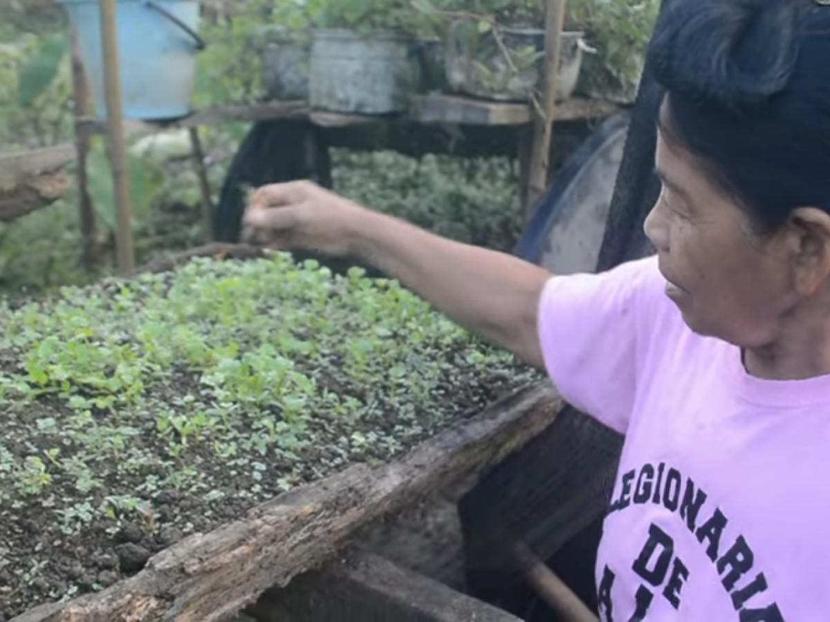 Plantas ancestrales medicinales y comestibles: una tradición indígena
