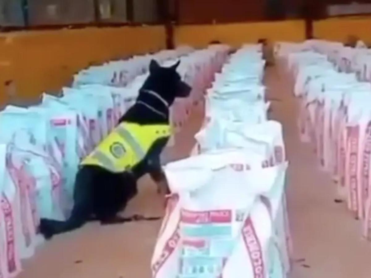 14 toneladas de cocaína fueron decomisadas en Buenaventura