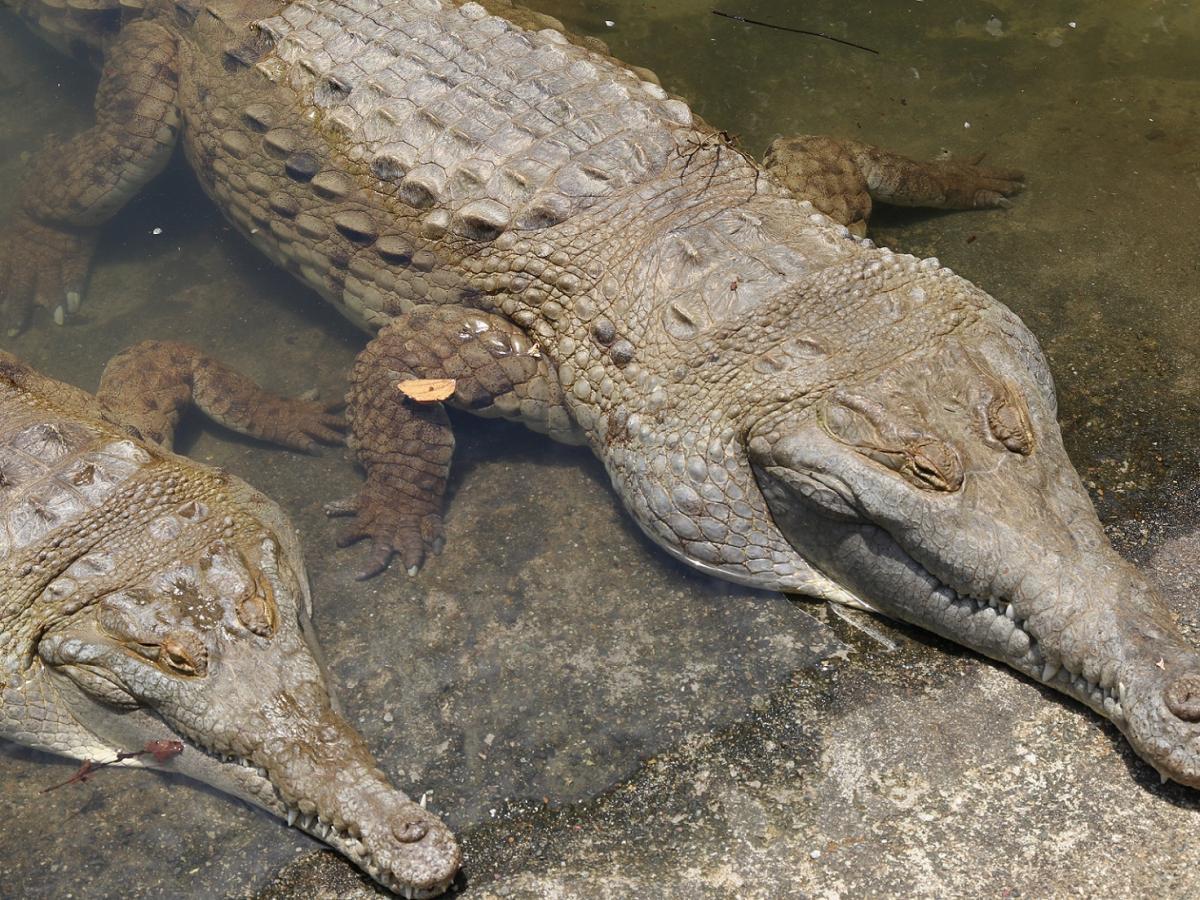 Salvando al caimán del Orinoco, depredador de los ríos