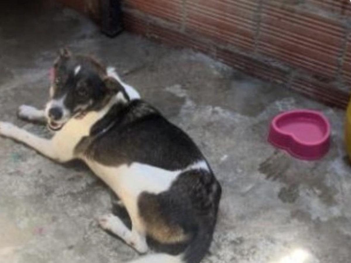 Condenas por maltrato animal en Colombia