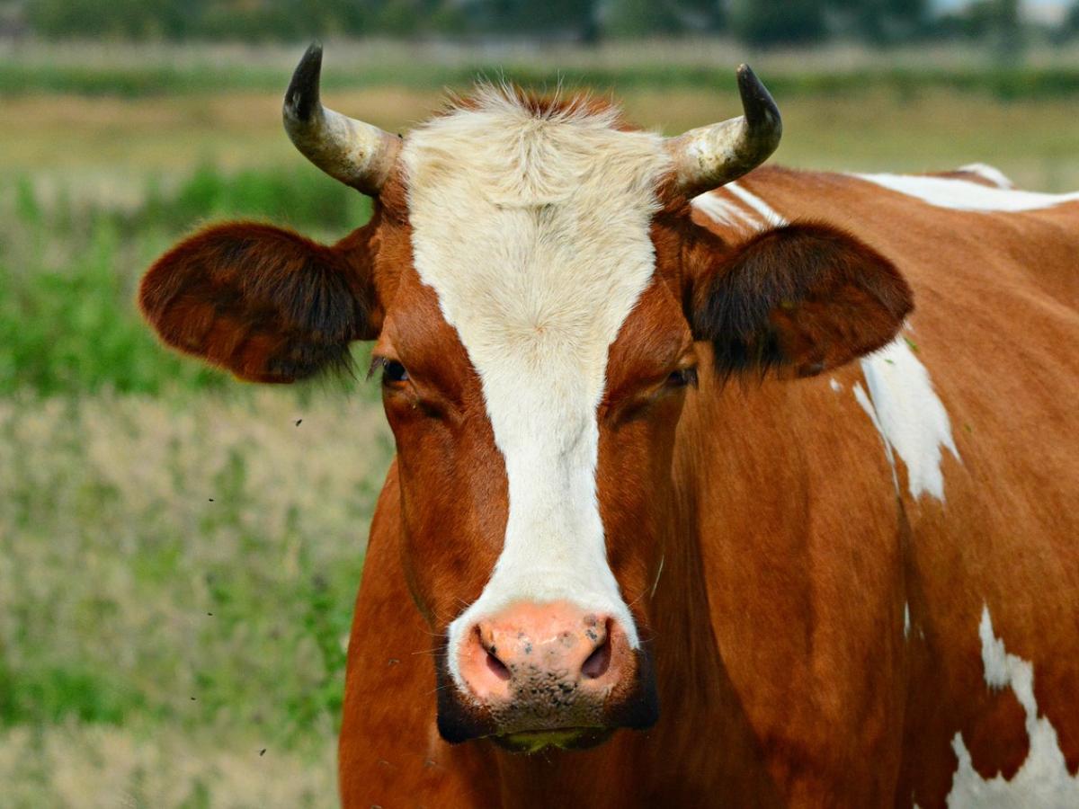 Fenómeno de El Niño: preocupación en sector ganadero de Huila