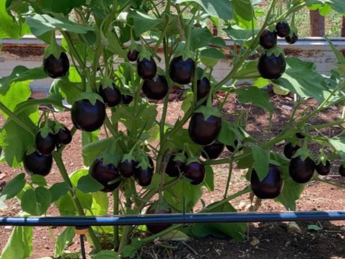 Cultivos orgánicos en San Andrés: una alternativa saludable y sostenible