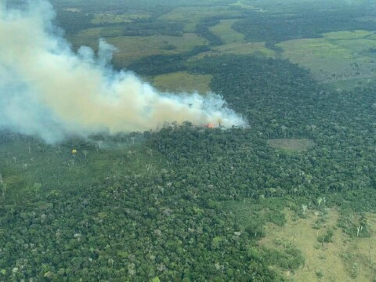 Anuncian inversión de recursos para combatir la deforestación en la Amazonía 