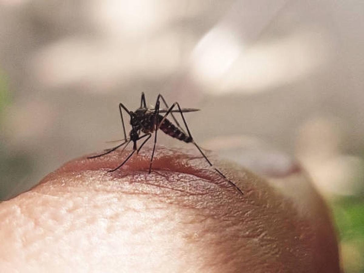 OPS alerta sobre aumento de casos de dengue en América Latina