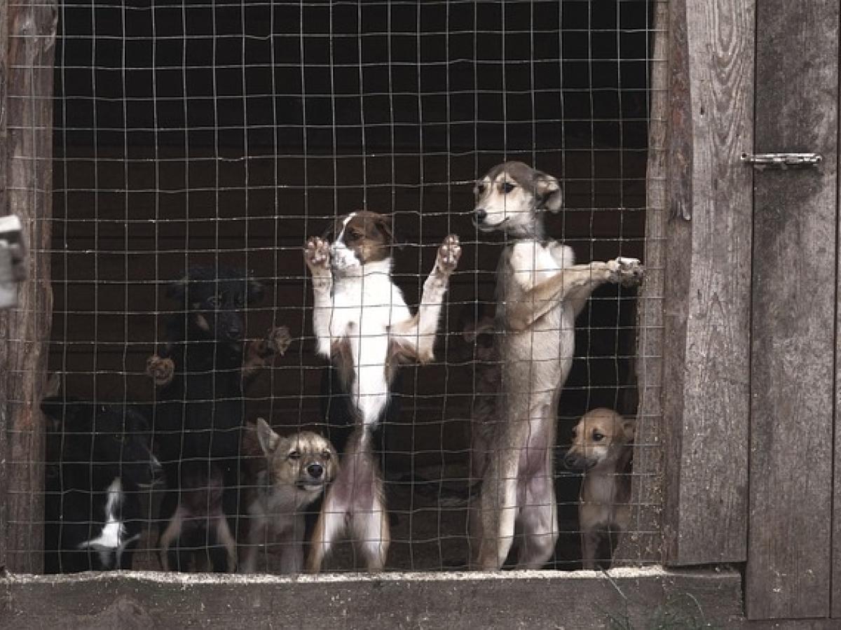 Sanción ejemplar: Criadero de perros en Funza recibe millonaria multa