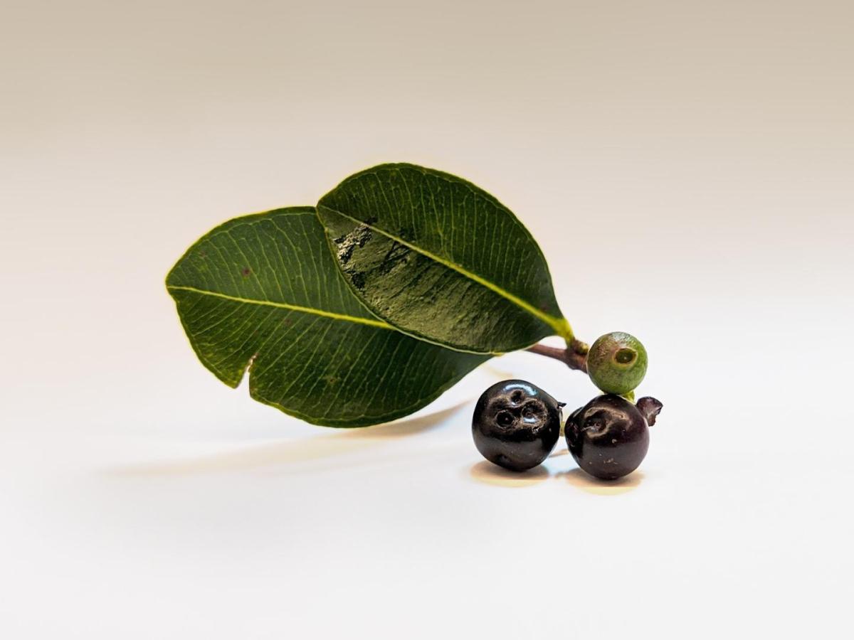 ¿Qué es el açaí, dónde crece y por qué es tan popular en el mundo? 