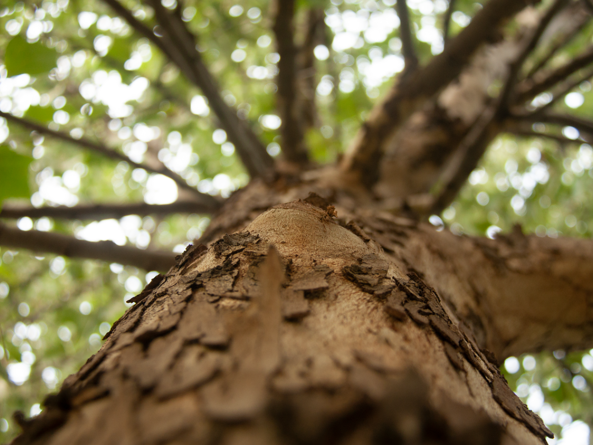 Se redujo un 86% la deforestación en el Meta en 2023