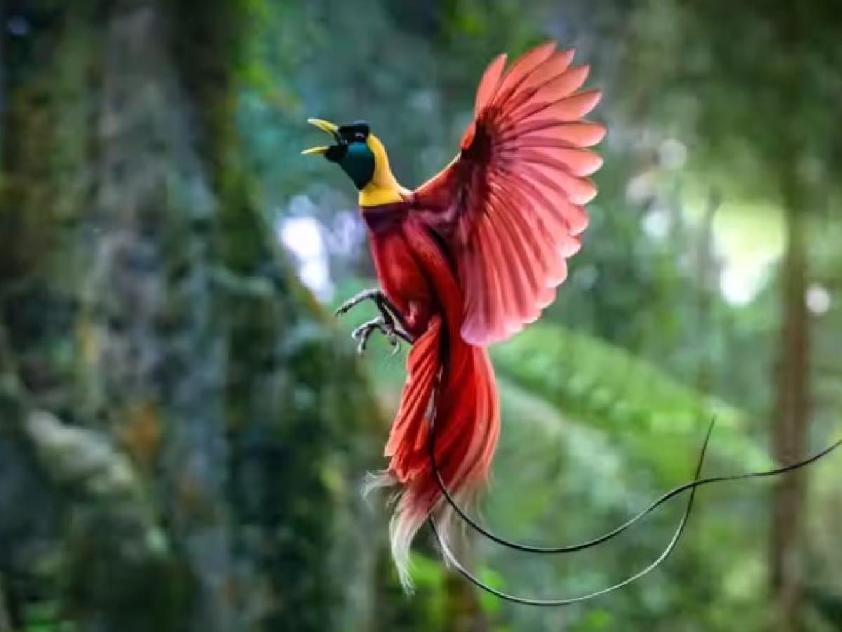 Un estudio histórico revela un nuevo “árbol de la vida” para todas las aves actuales