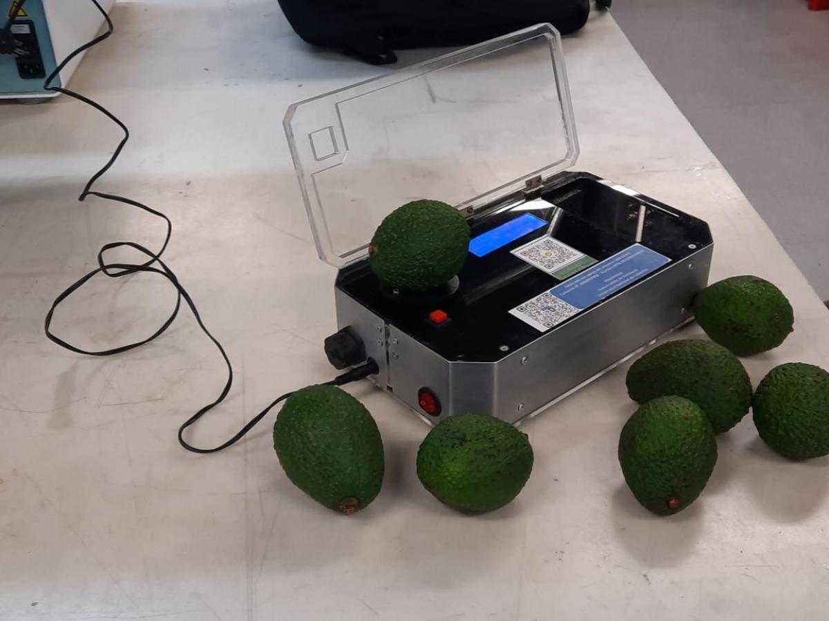 Este dispositivo ayuda a medir la madurez ideal del aguacate Hass