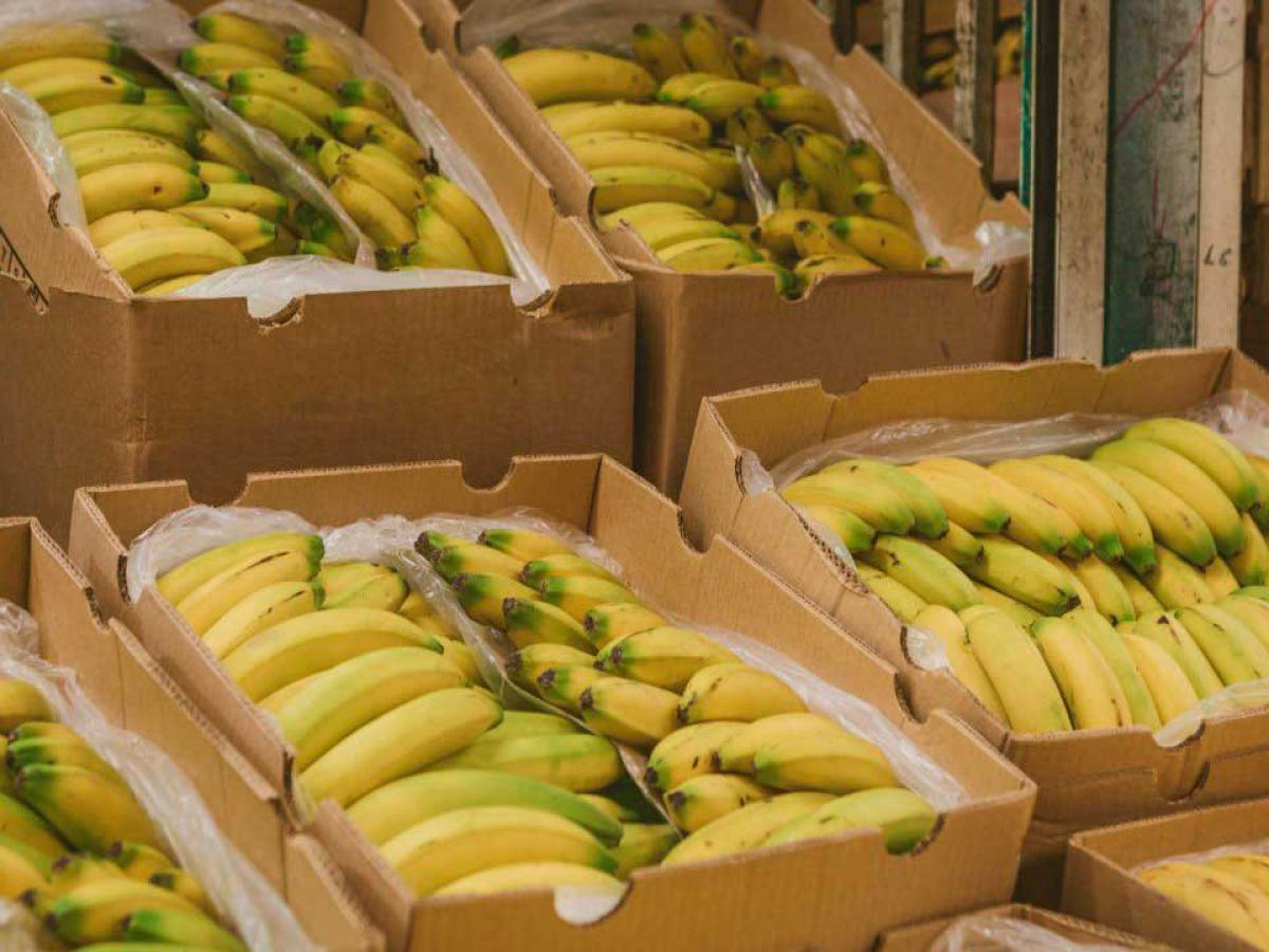 Crecimiento exportaciones agropecuarias Colombia 2026